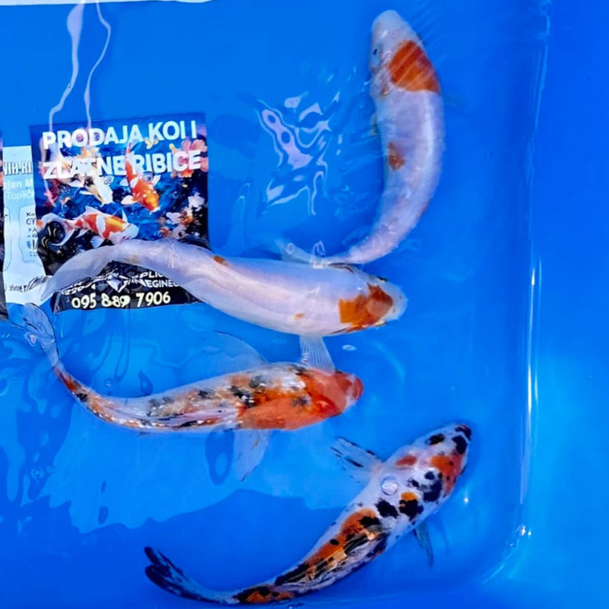 Koi 10 cm