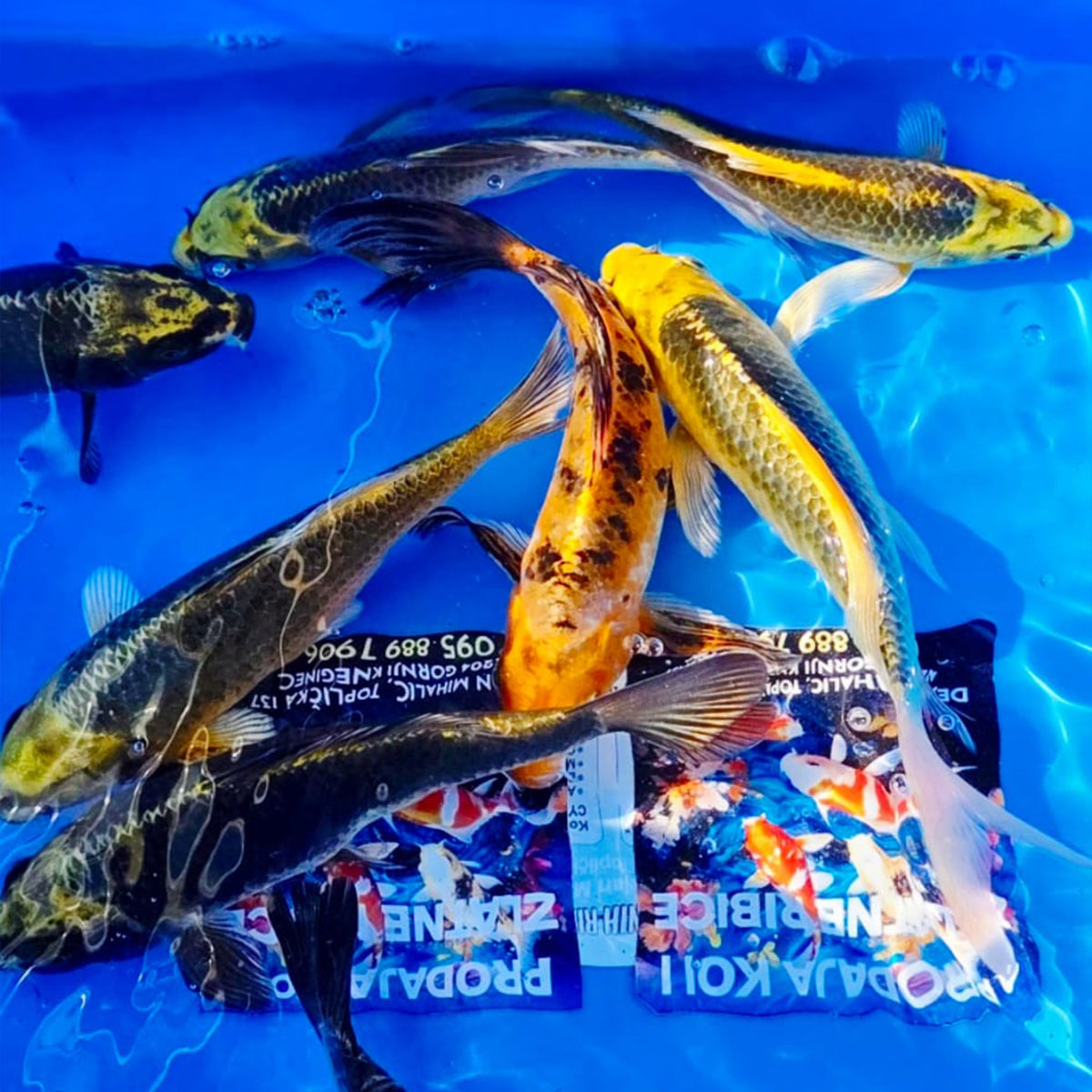 Koi 10 cm