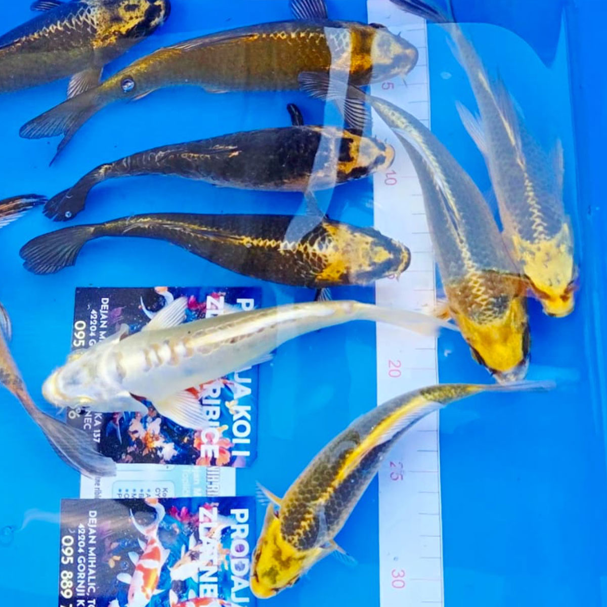 Koi 10 cm