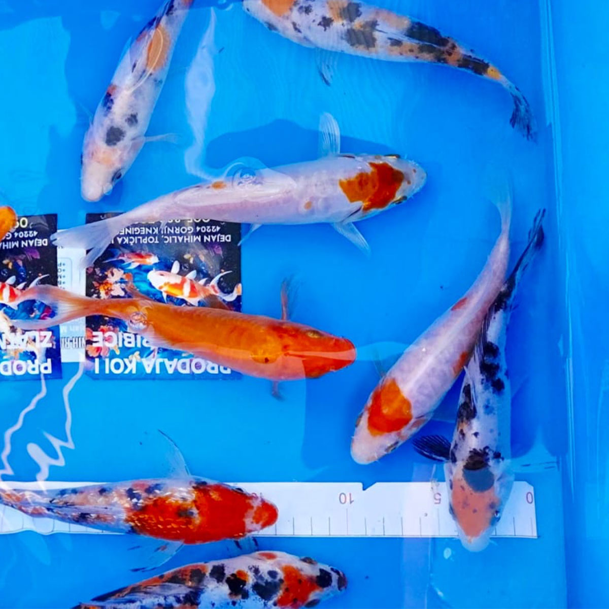 Koi 10 cm