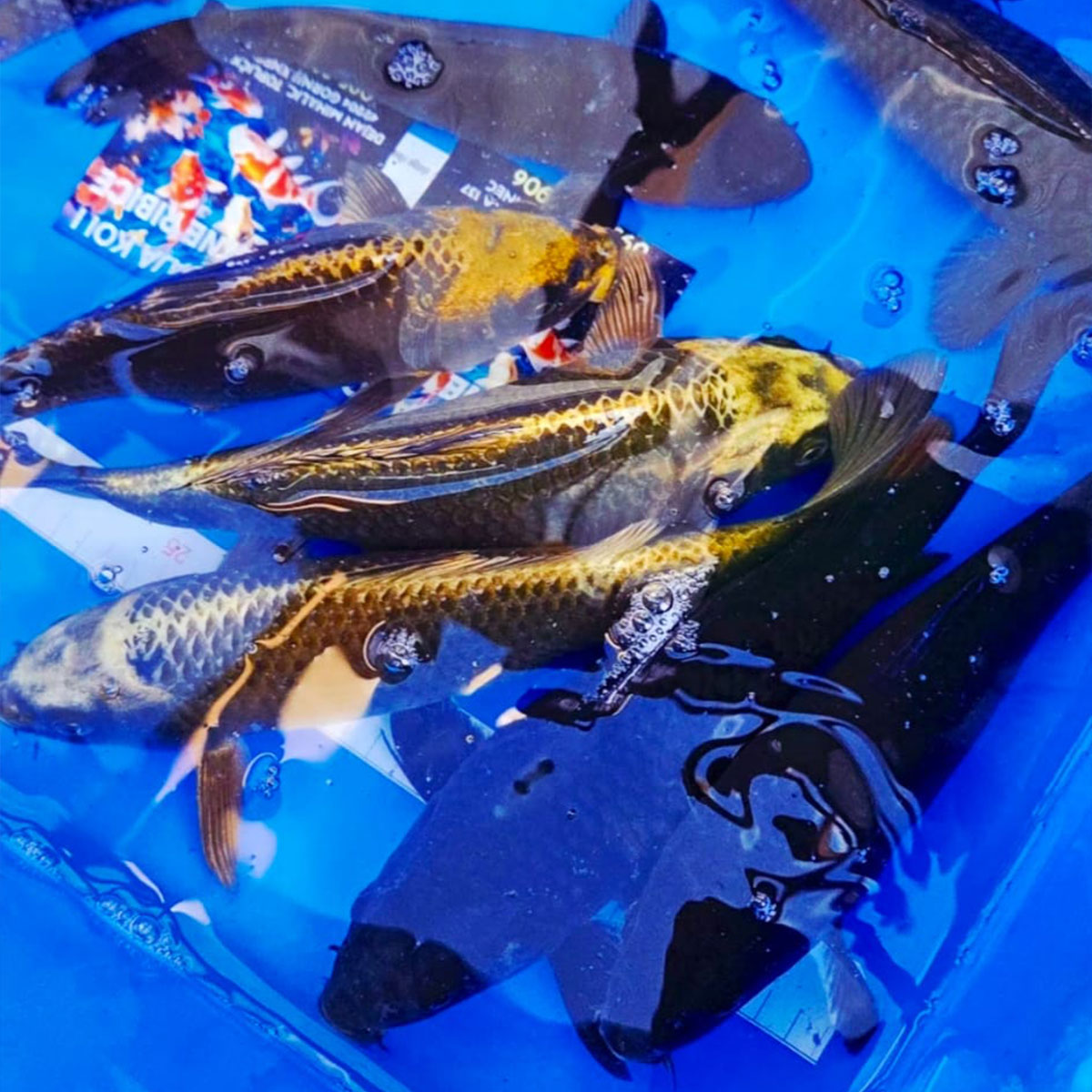 Koi 20 cm