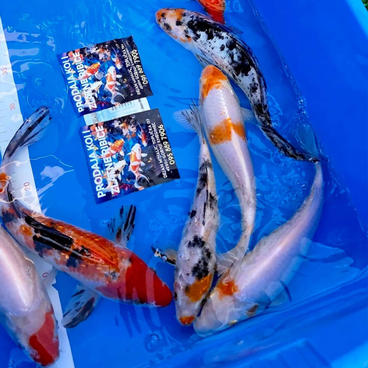 Koi 20 cm
