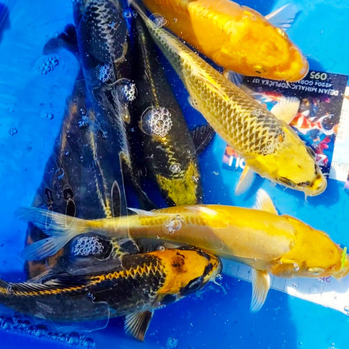Koi 20 cm