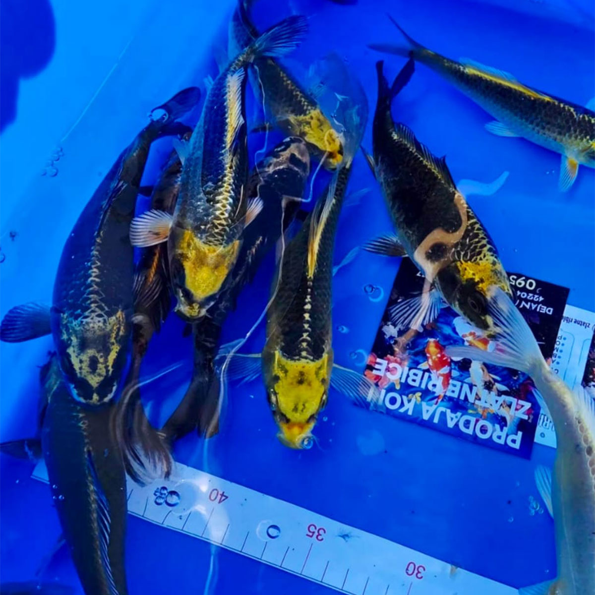 Koi 20 cm