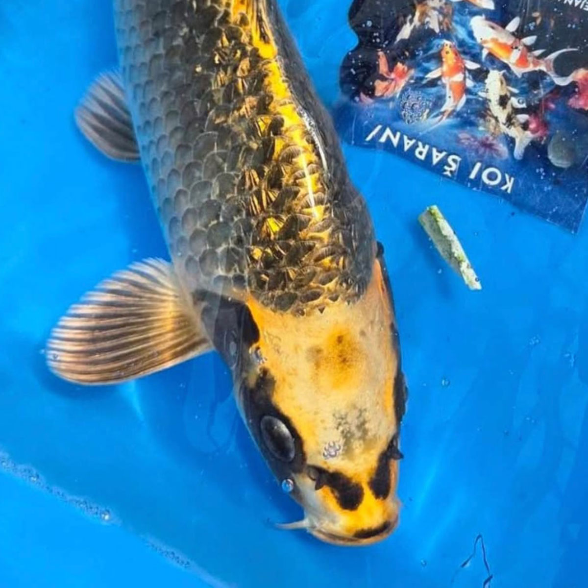 Koi 30 cm