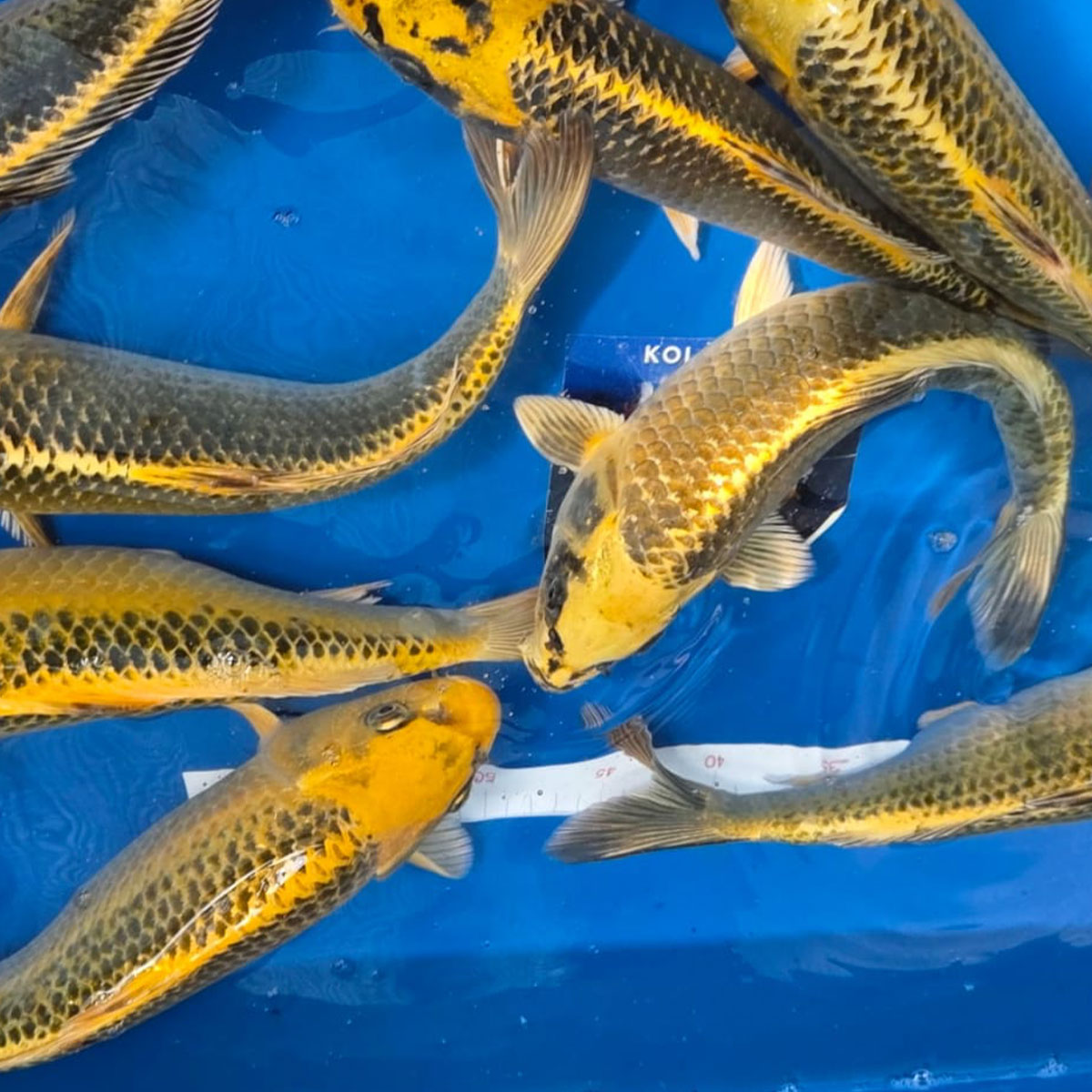 Koi 30 cm