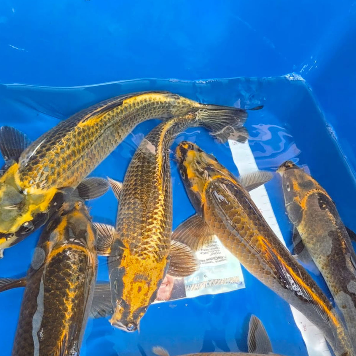Koi 30 cm