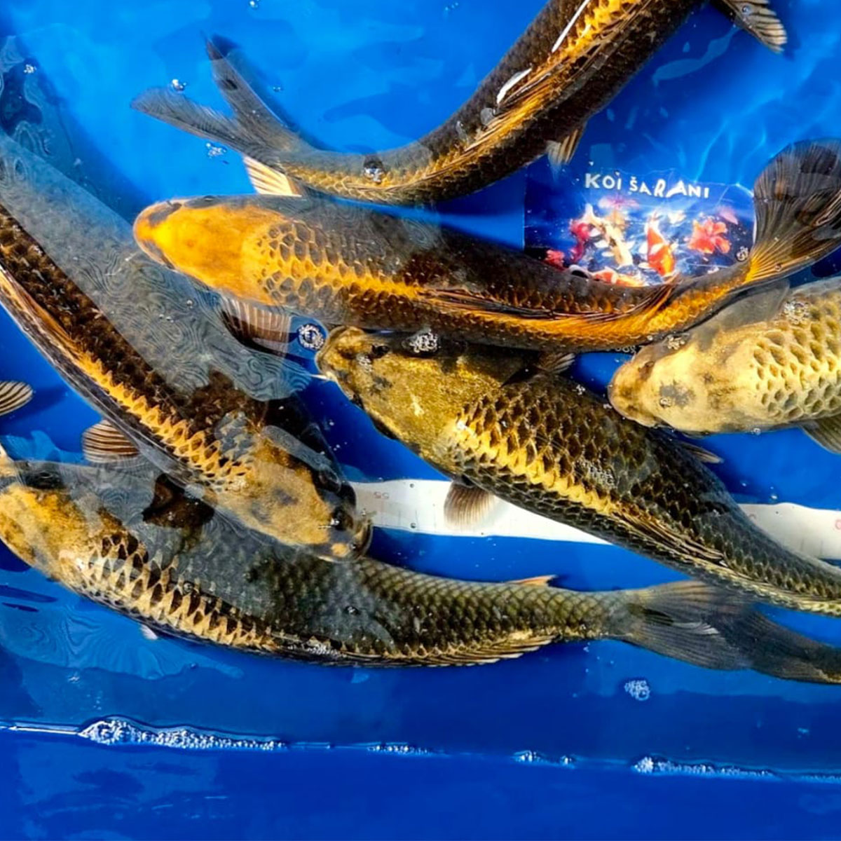 Koi 30 cm