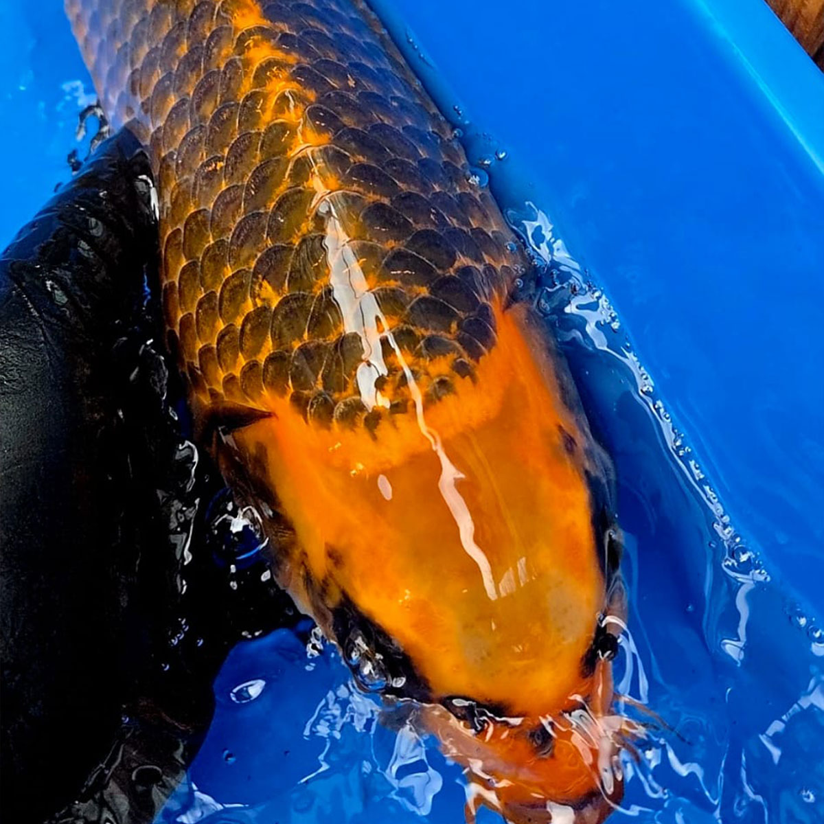 Koi 40 cm