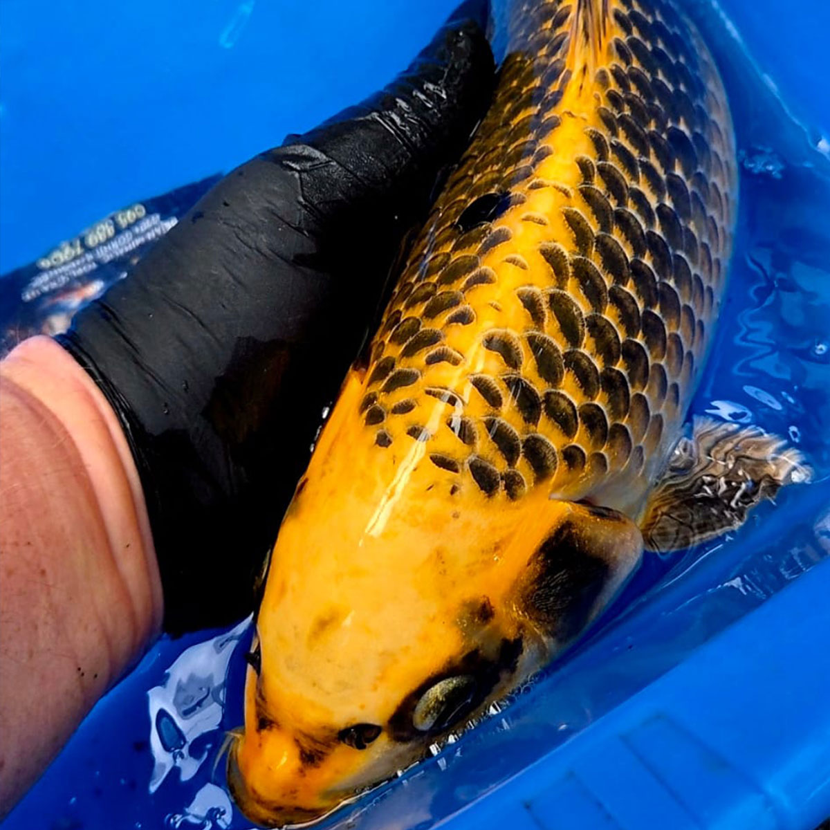 Koi 40 cm
