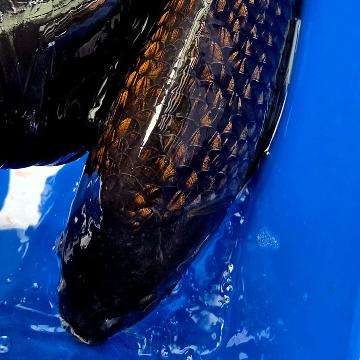 Koi 40 cm