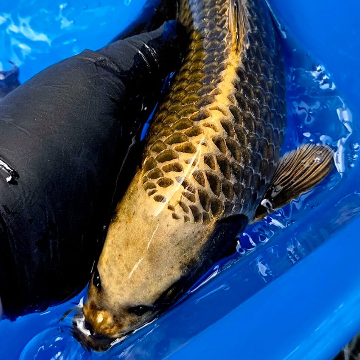 Koi 40 cm