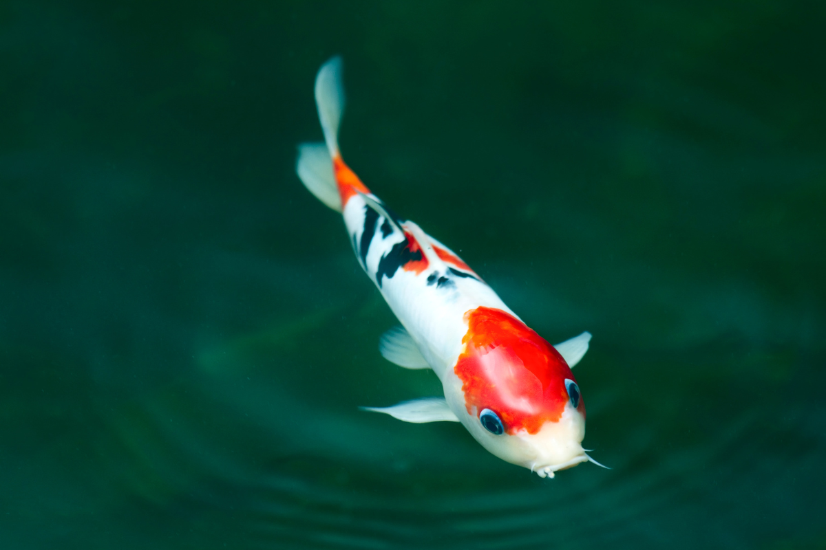 Koi ribnjak u vrtu